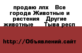 продаю лпх - Все города Животные и растения » Другие животные   . Тыва респ.